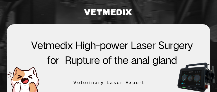 VETMEDIX केस साझेदारी丨गुदा ग्रन्थी फुट्नको लागि उच्च शक्ति लेजर सर्जरी