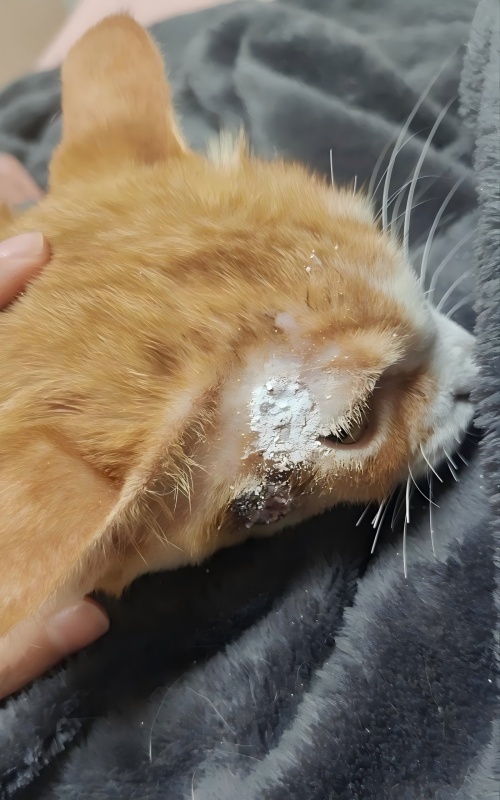 Vetmedix केस साझेदारी丨छालाको घाउको उपचारमा उच्च ऊर्जा लेजर थेरापीको आवेदन केस