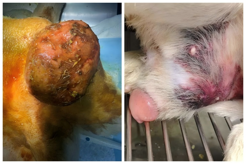 Vetmedix केस सेयरिङ丨प्रोस्टेटिक वृद्धिको उपचारमा उच्च ऊर्जा लेजर थेरापीको प्रयोग