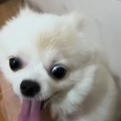 Vetmedix केस साझेदारी丨क्यानाइन रिंगवर्मको उपचारमा उच्च-ऊर्जा लेजरको आवेदन केस