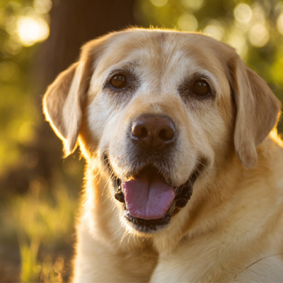 VetMedix केस सेयरिङ丨पोस्टअपरेटिभ नन-हिलिंग पेरियनल ट्युमरको उपचारमा उच्च-ऊर्जा लेजर थेरापीको आवेदन केस